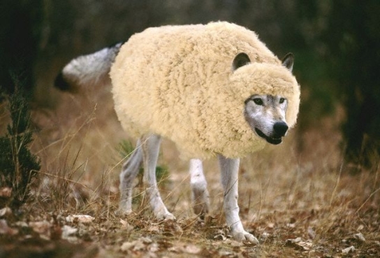 https://raymondpronk.files.wordpress.com/2010/11/wolf-in-sheeps-clothing.jpg?w=544&h=370