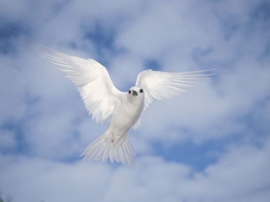 peace-white-dove